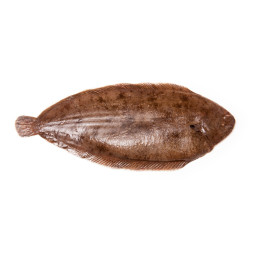 Dover Sole Extra 1KG+