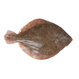 Turbot Red Label Farmed 800/1