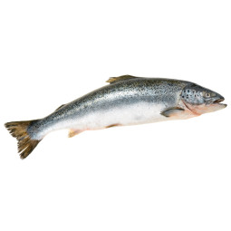 Salmon Farmed 3/4 KG
